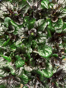 Ajuga reptans Black Scallop Sensor kit jardín Vertical