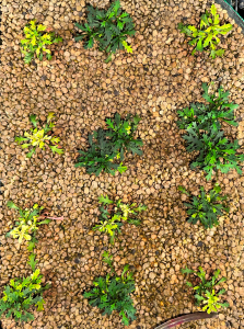 Brachyscome angustifolia Fresco Purple Sensor kit jardín Vertical