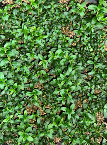Felicia amelloides Felicity Blue Sensor kit jardín Vertical