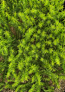 Sedum reflexum Angelina Sensor kit jardín Vertical